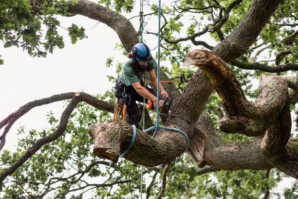 How Our Tree Care Process Works  in  Eidson Road, TX